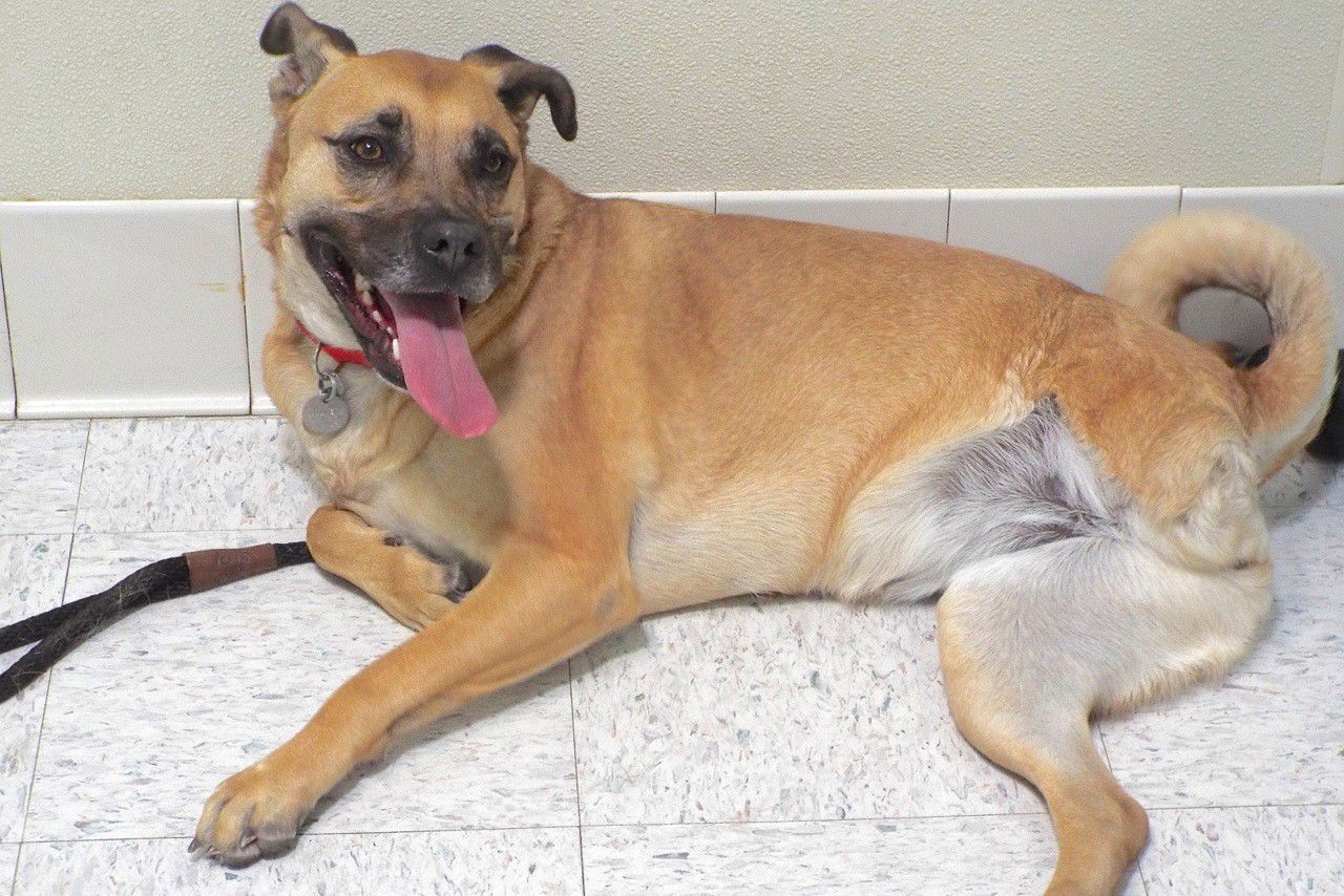 Adopt a friend: Angel